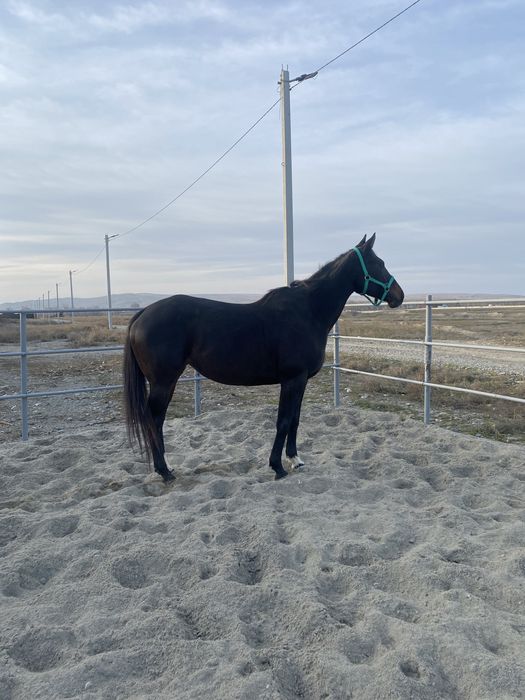 Таза канды Агылшын бие сатылады