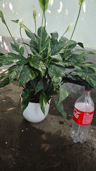 Продам спатифилум Домино