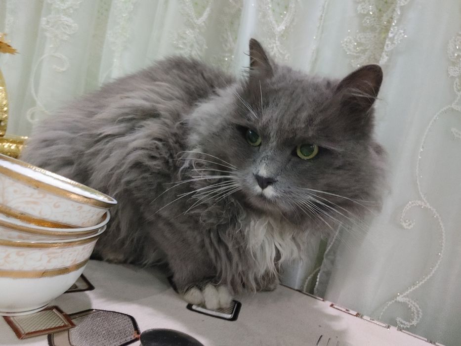 нибуленг кошка парень