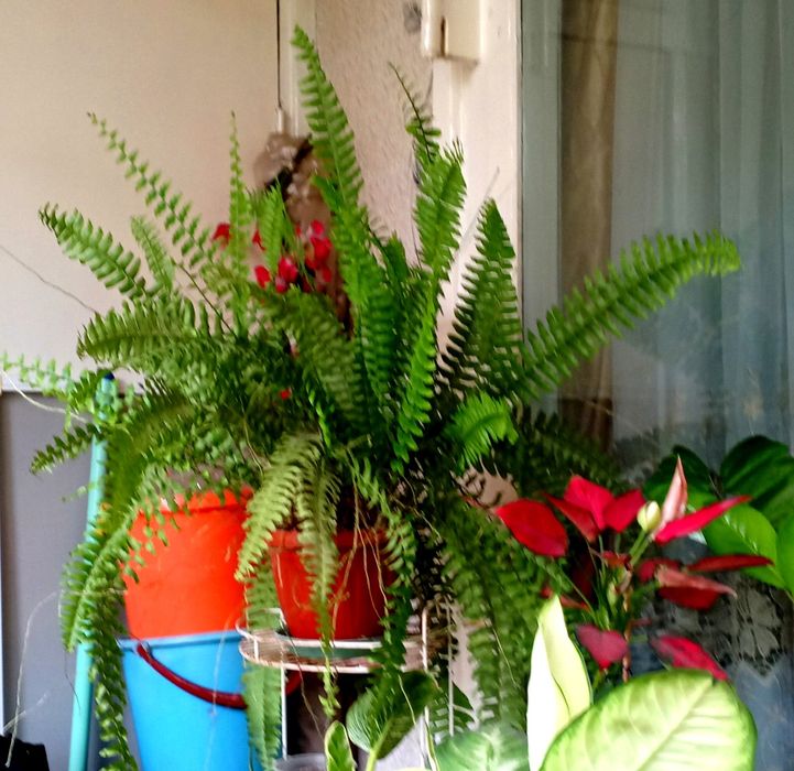 Продам комнатные цветы папоротники, эписции, монстеры, филодендрон
