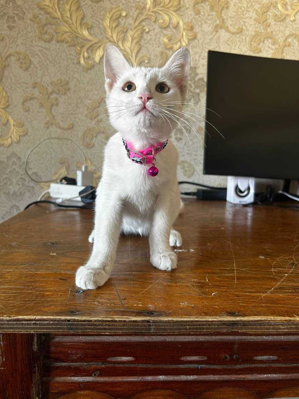Котенок девочка (3-4 месяца) отдаем в добрые  руки