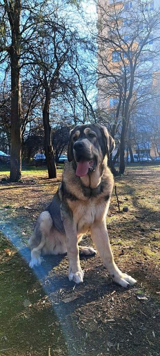 Испански Мастиф с родословие