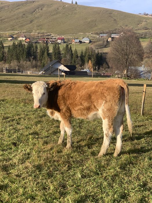 Vitele baltate romanesti de vanzare