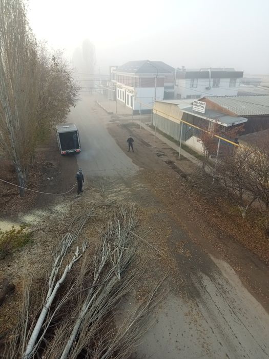 Спилим деревья. Спил деревьев. Спилить. Обрезка. Пилим. Ағаш.