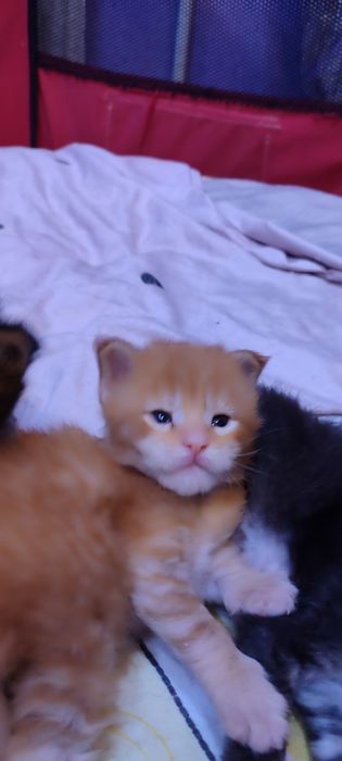 Ранняя бронь на котят Мейн-Кун.