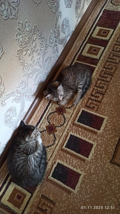 Отдадим в хорошие руки