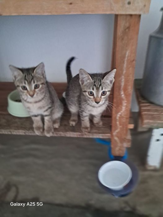 Котята в хорошие руки