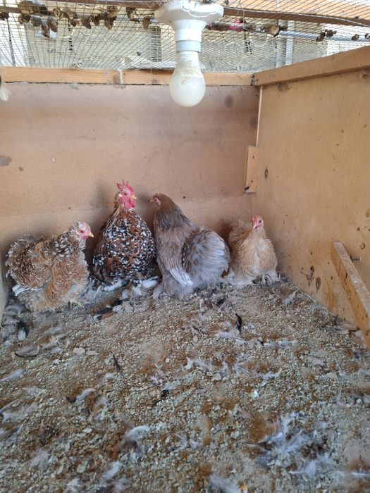 Parrandalar sotiladi