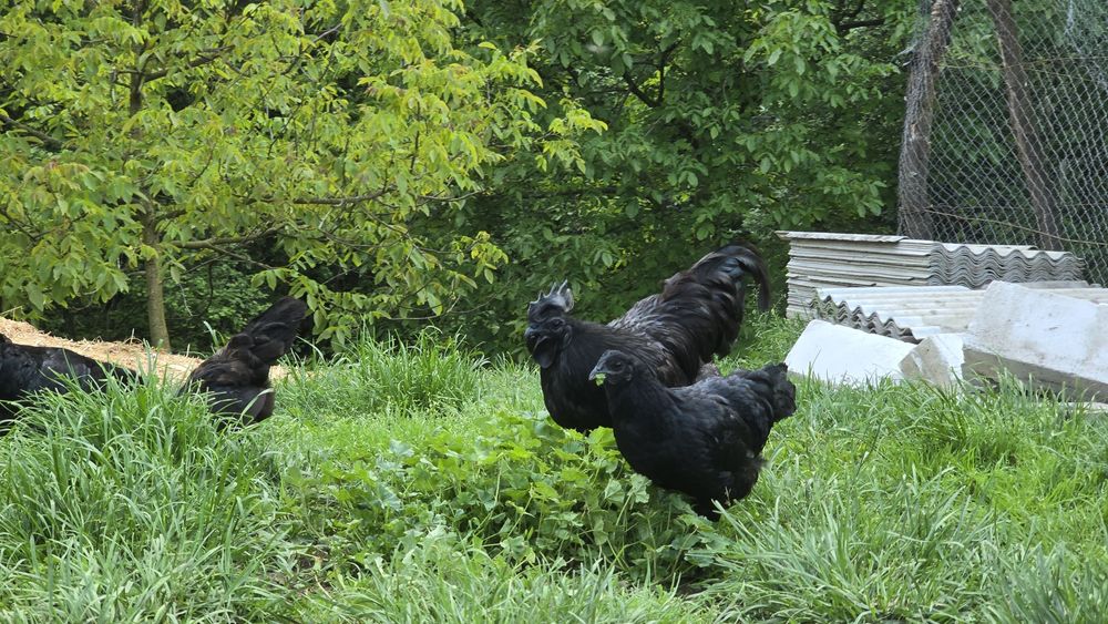 Pereche Ayam Cemani