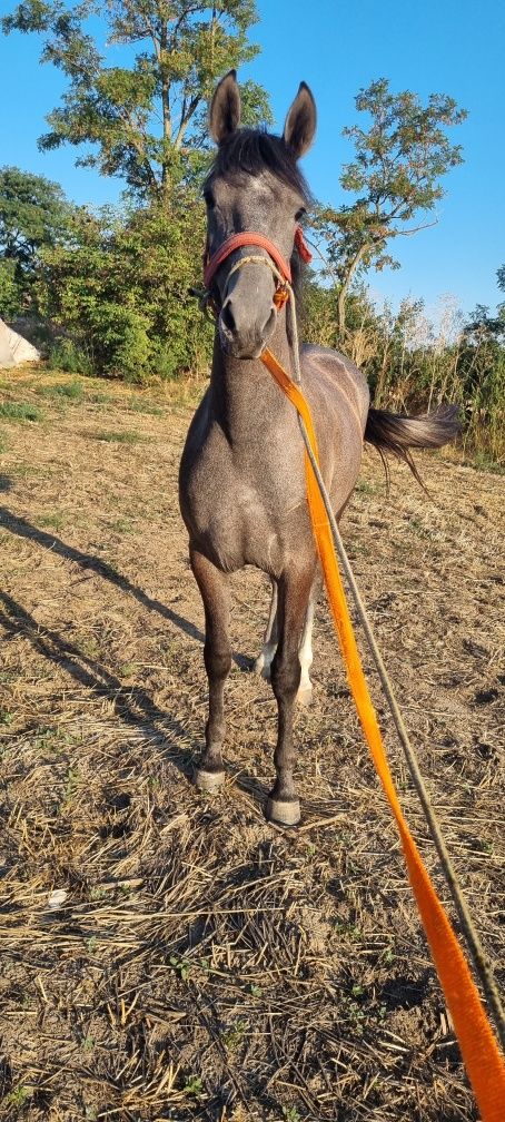 Vând mânză Arab cu trapas