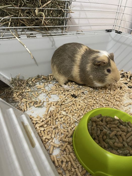 Vand URGENT Porcusor de Guinea