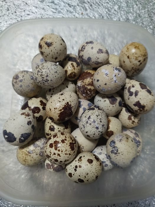 , Продам перепелиные яйца