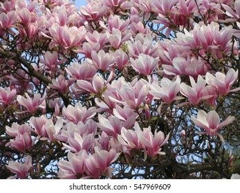 Магнолия Пинки (НОВО)/100-120см