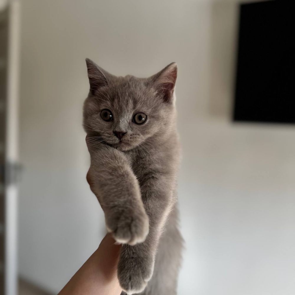 Продаются котята скоттиш страйт