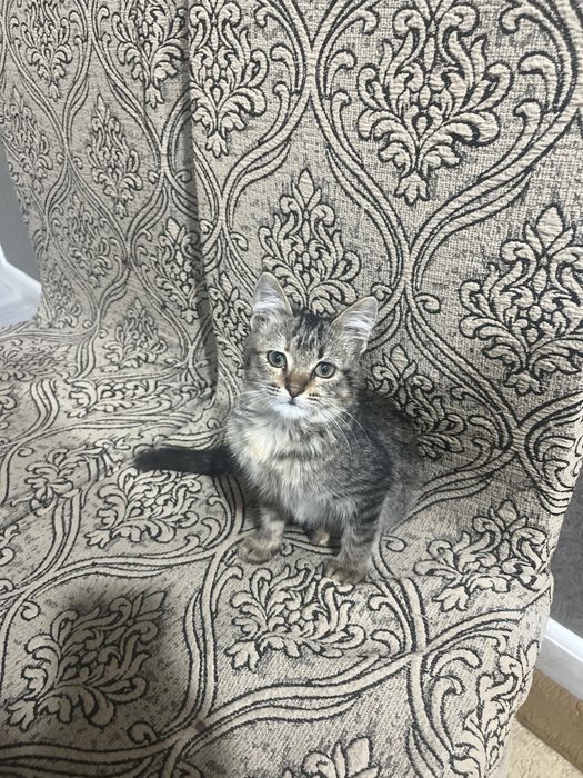 Мушукча / котенок