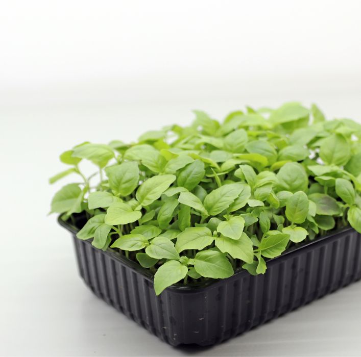 Свежая микрозелень — редис, горох, амарант |натурально