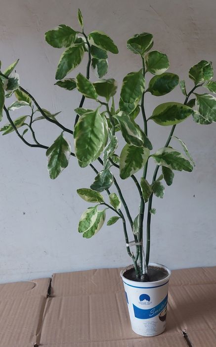 Педилантус комнатный цветок