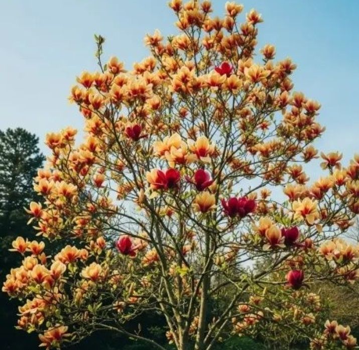 Magnolia Aurora Ruba