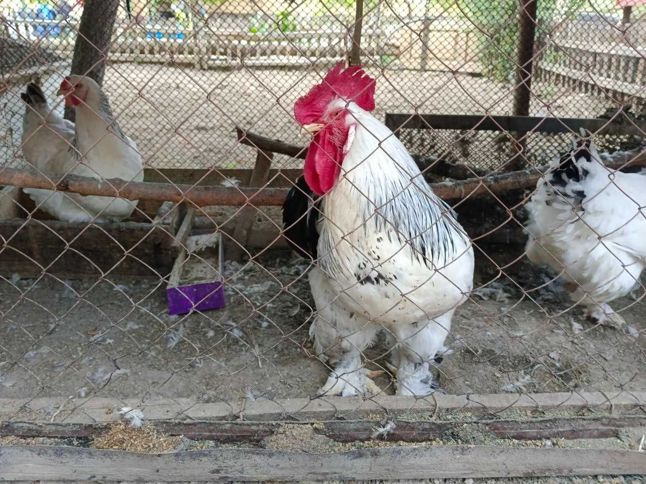 Brama tuxum sotiladi