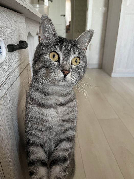 Кошка бесплатно