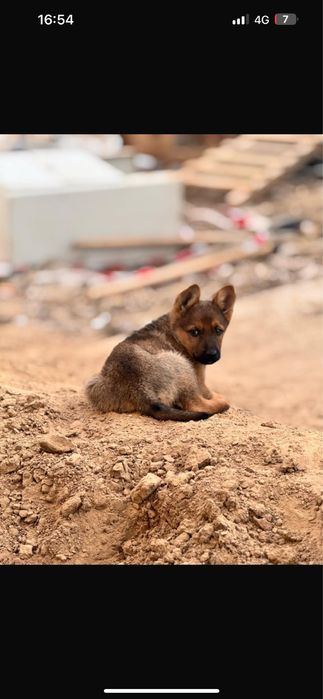 Щенки Продаю Срочно!