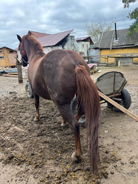 Vând cal 6 ani blând nu dau la schimb