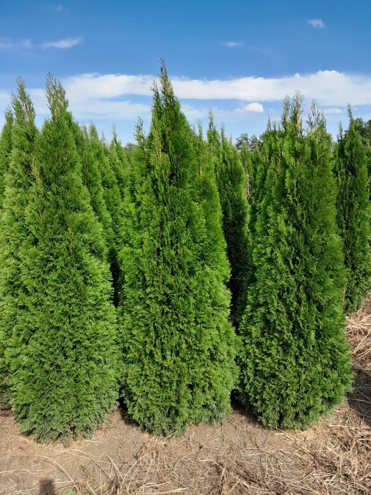 Vând tuia thuja smaragd diferite dimensiuni