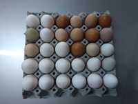 Домашни Яйца от свободно отглеждани пасищни кокошки