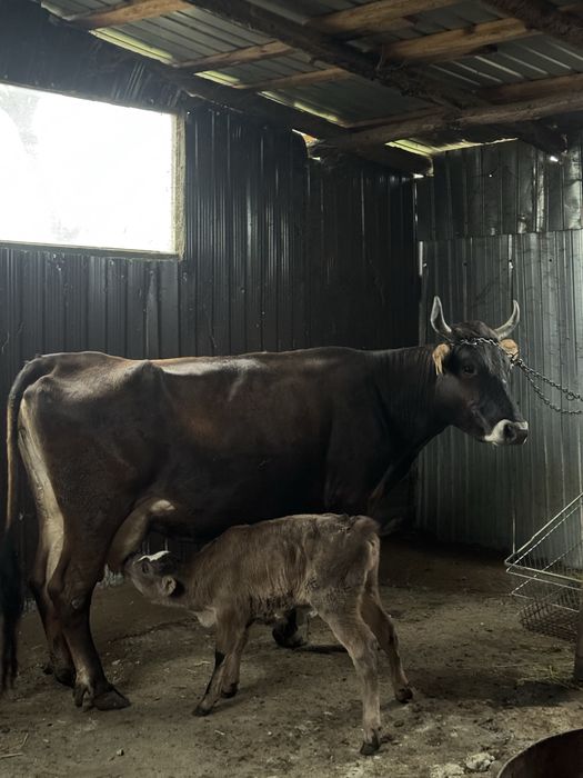 Vaca de lapte super blanda
