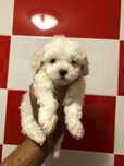 Bichon maltez mini toy