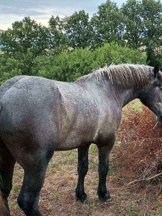 Vând mânz percheron