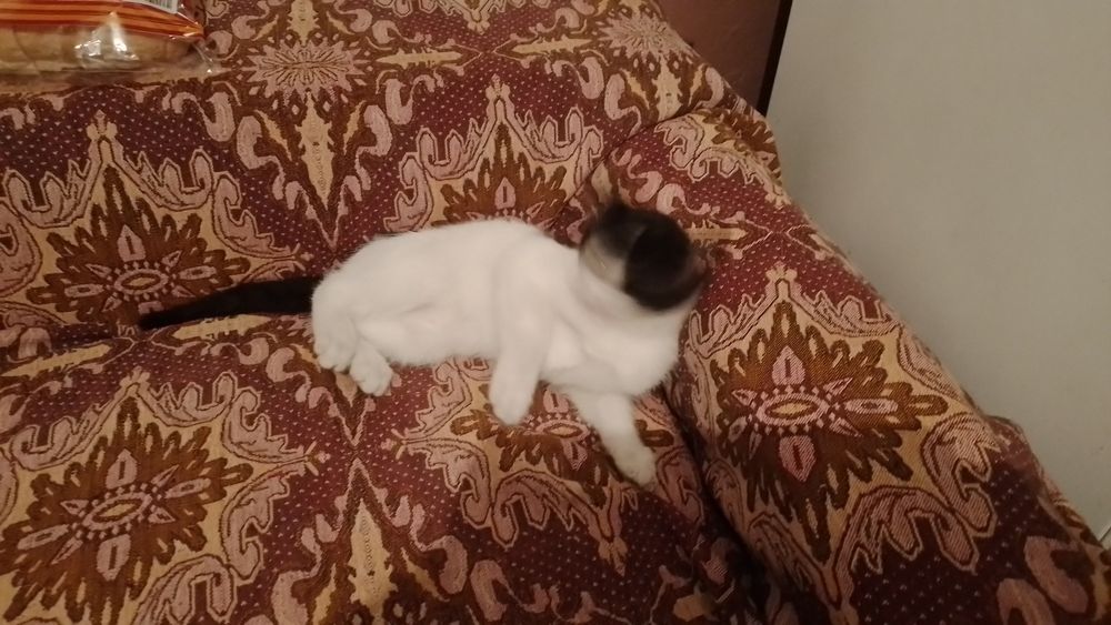 Подарява се малко котенце