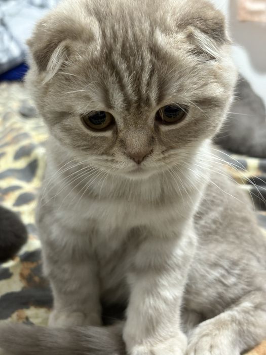 продаю породистых кошек