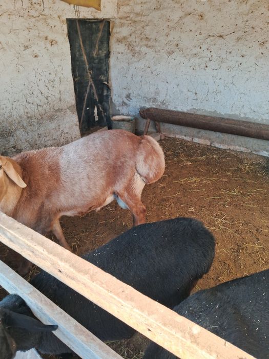 Кучкор сотилади .