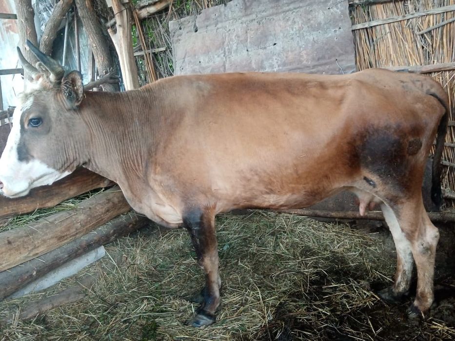 Екі СИЫР сатылады. Біреуі 300 мың