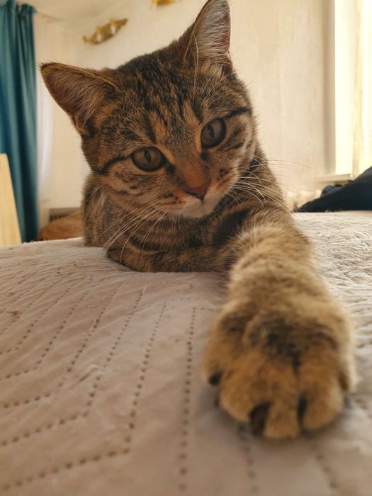 Отдам в хорошие руки кошечку