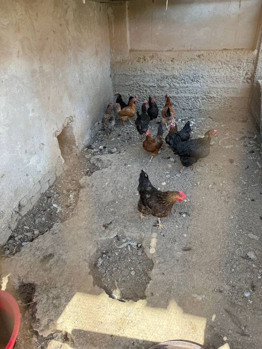 Продается курицы