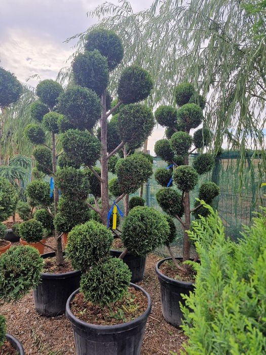 Palmieri, bonsai, pin, bambus, mandarin kumquat, yucca, pon pon, cycas