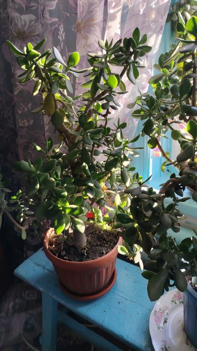 Комнатные растения