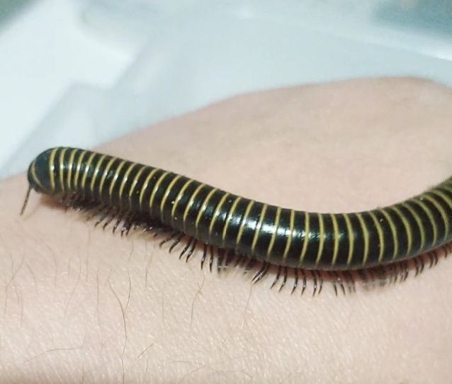 Продам Кивсяк, экзотика