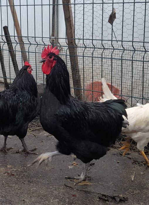 Vand cocosi australorp 2025
