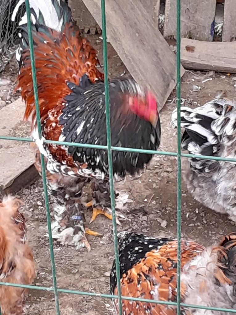 Perechea păsări din rasa brahma porțelan