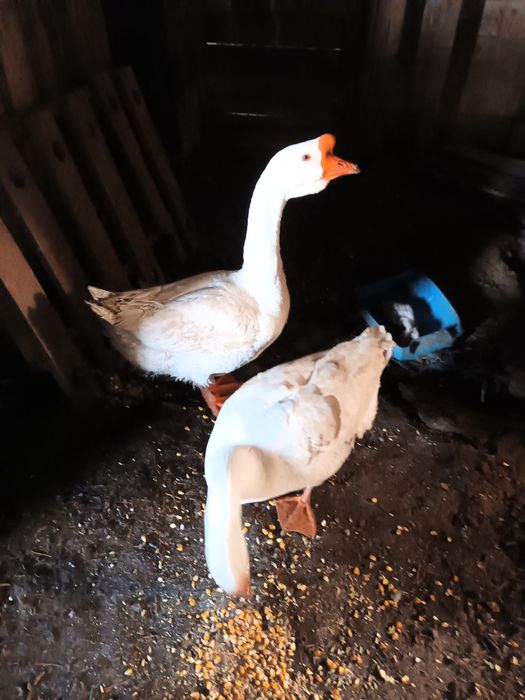 Vand Gaste Americane