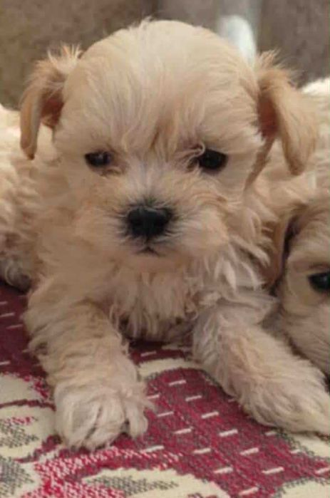 Малтипу (maltpoo)