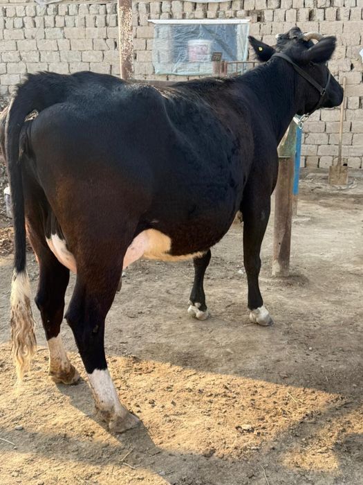 Жуас сауынды сиыр