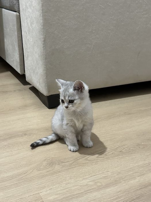 Продаю котенка британская шиншилла