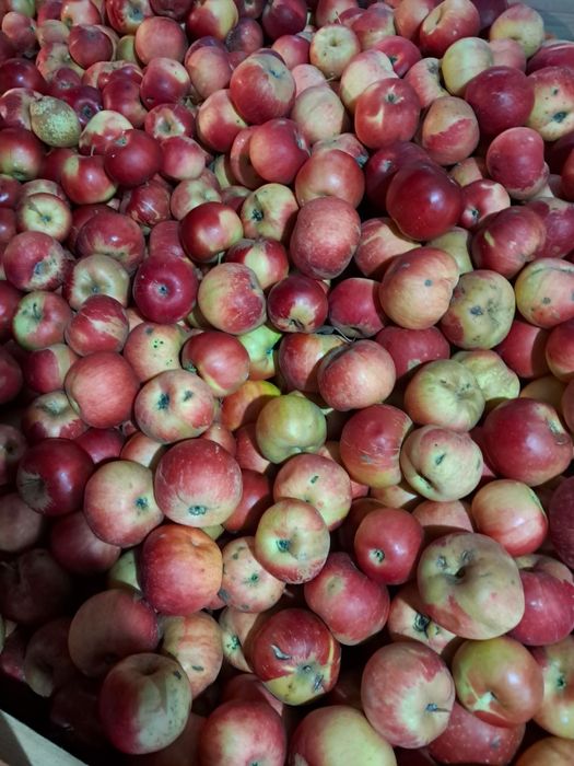 Unic producator. Mere de vanzare.