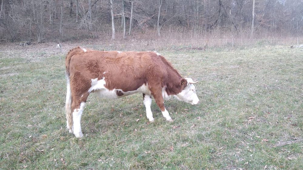 Vand Juninca Baltata Gestanta