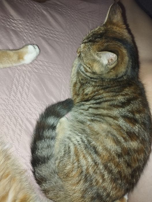 Отдам котиков девочка и мальчик