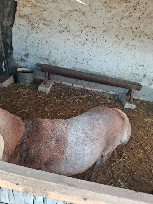 Кучкор сотилади .